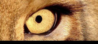 a close up of a brown cat's eye