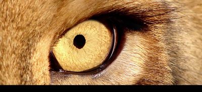 a close up of a brown cat's eye