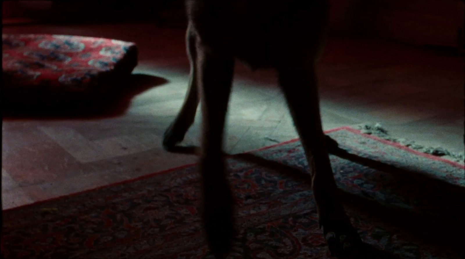 a dog standing on a rug in a dark room