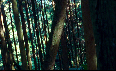 a group of trees in the middle of a forest