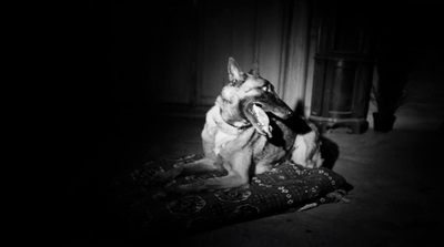 a dog sitting on a rug in the dark