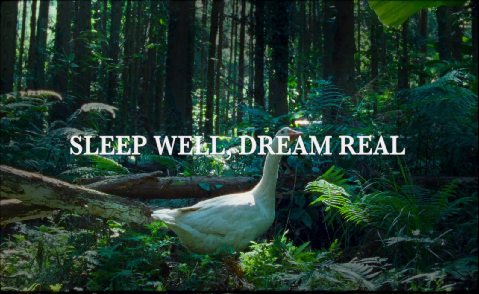 a goose walking through a lush green forest