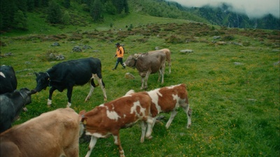 a herd of cows walking across a lush green field