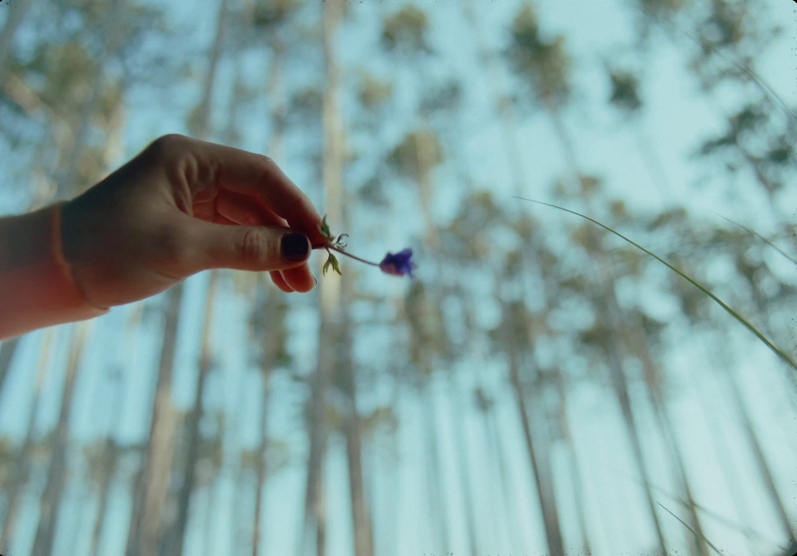 a person holding a tiny flower in their hand