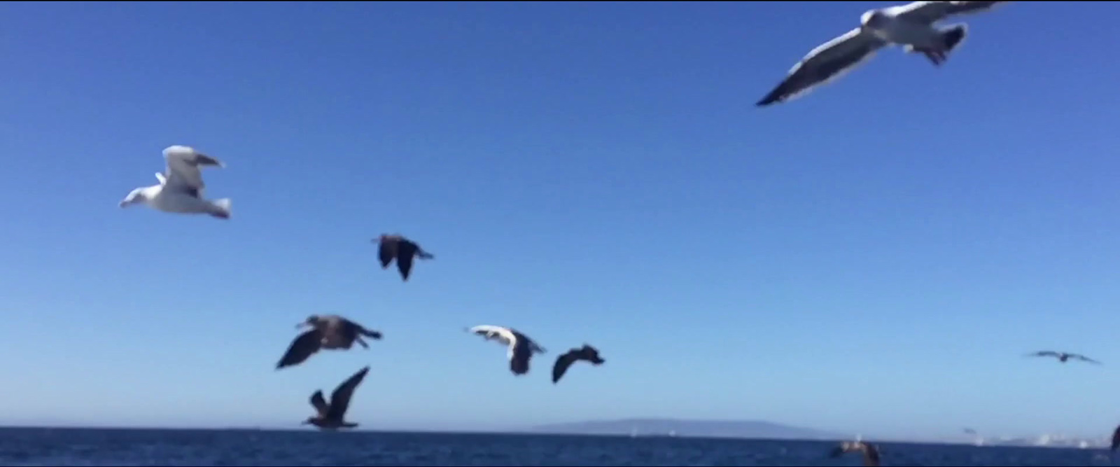 a flock of seagulls flying over a body of water