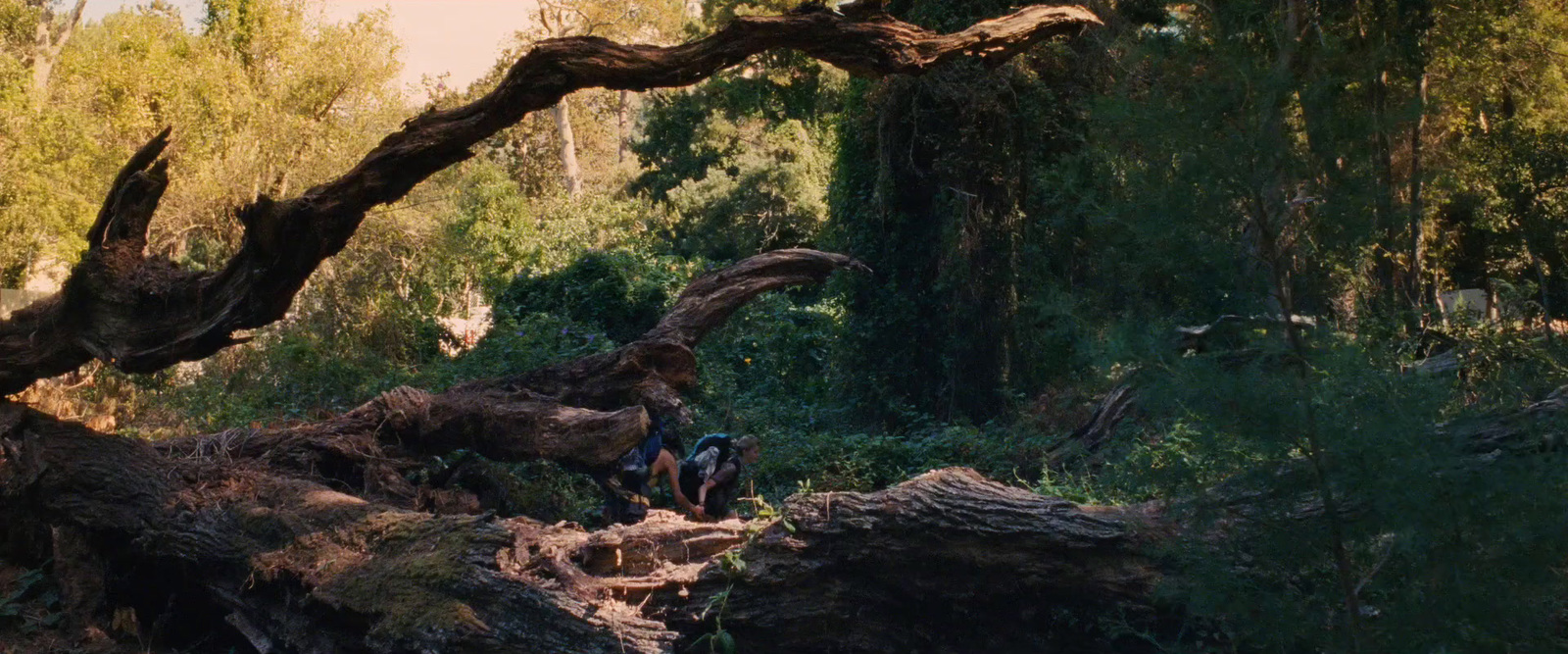 a group of people standing next to a fallen tree