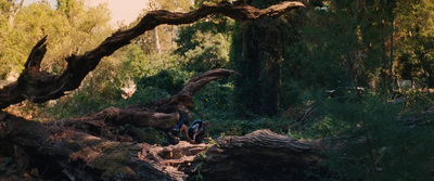 a group of people standing next to a fallen tree