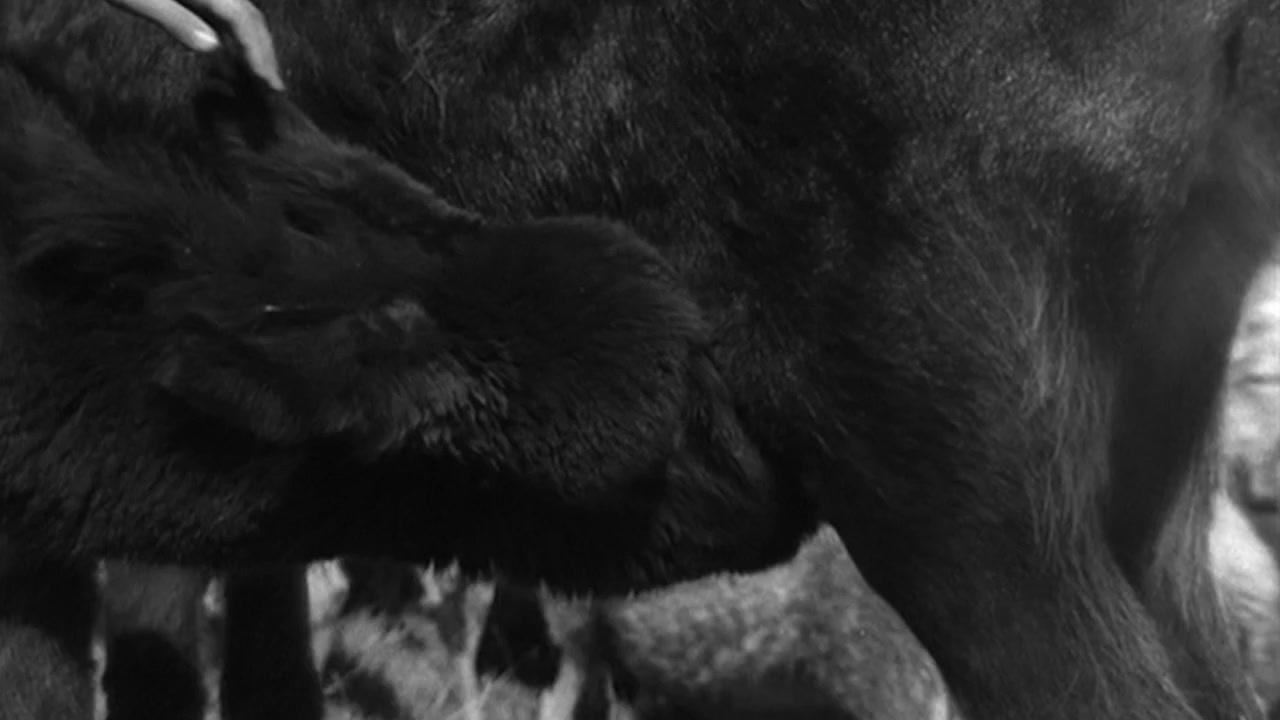 a black and white photo of a woman milking a cow