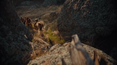 a group of wild animals walking through a rocky area