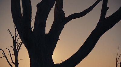 the sun is setting behind a tree with no leaves