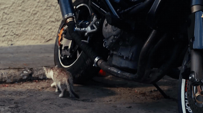 a small cat standing next to a motorcycle