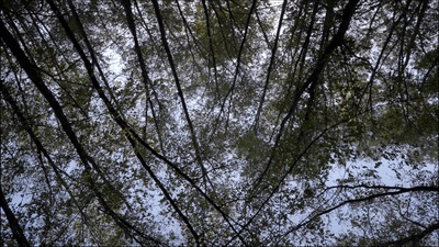 looking up at the tops of trees in a forest