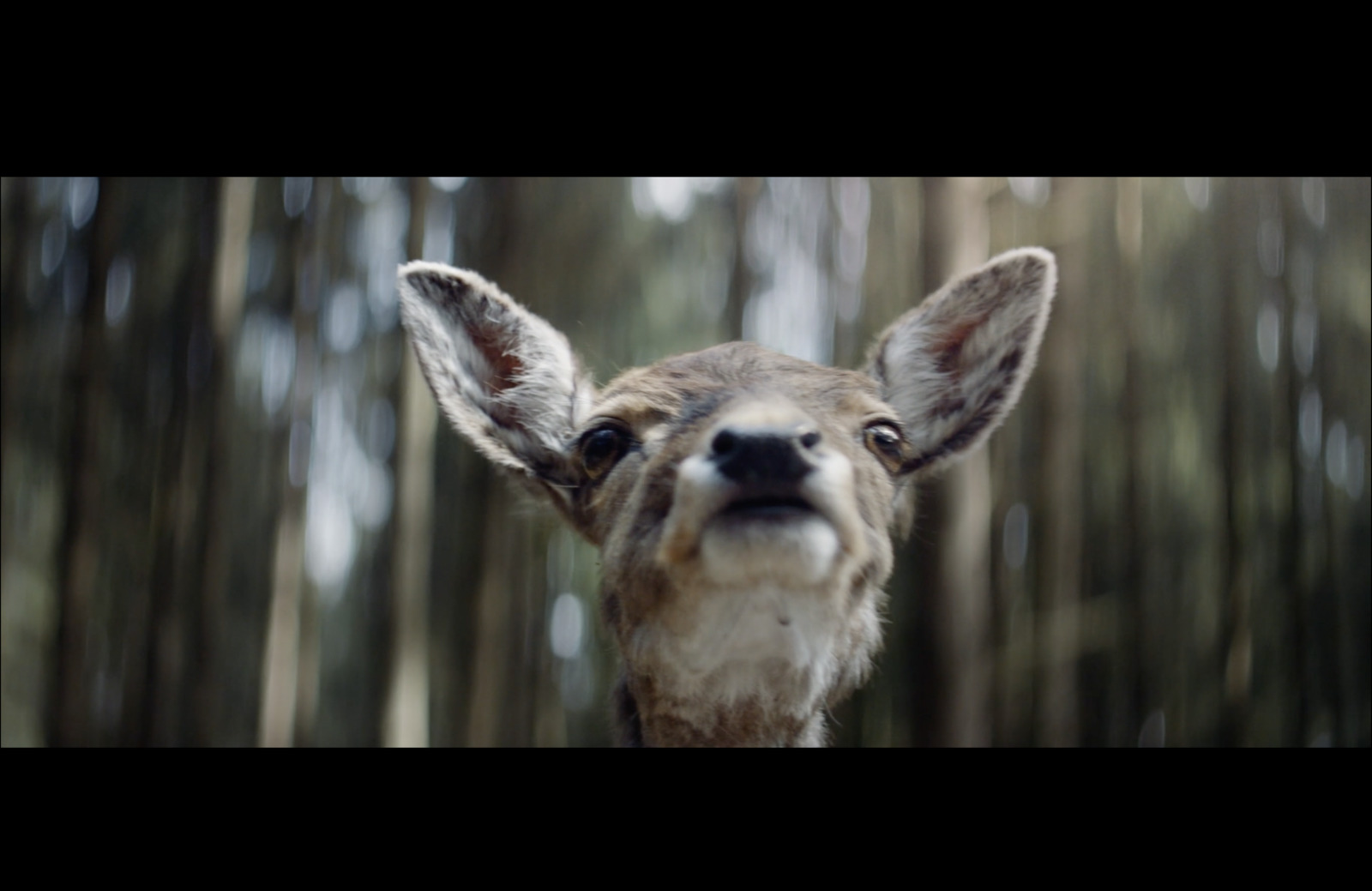 a deer looking at the camera with trees in the background