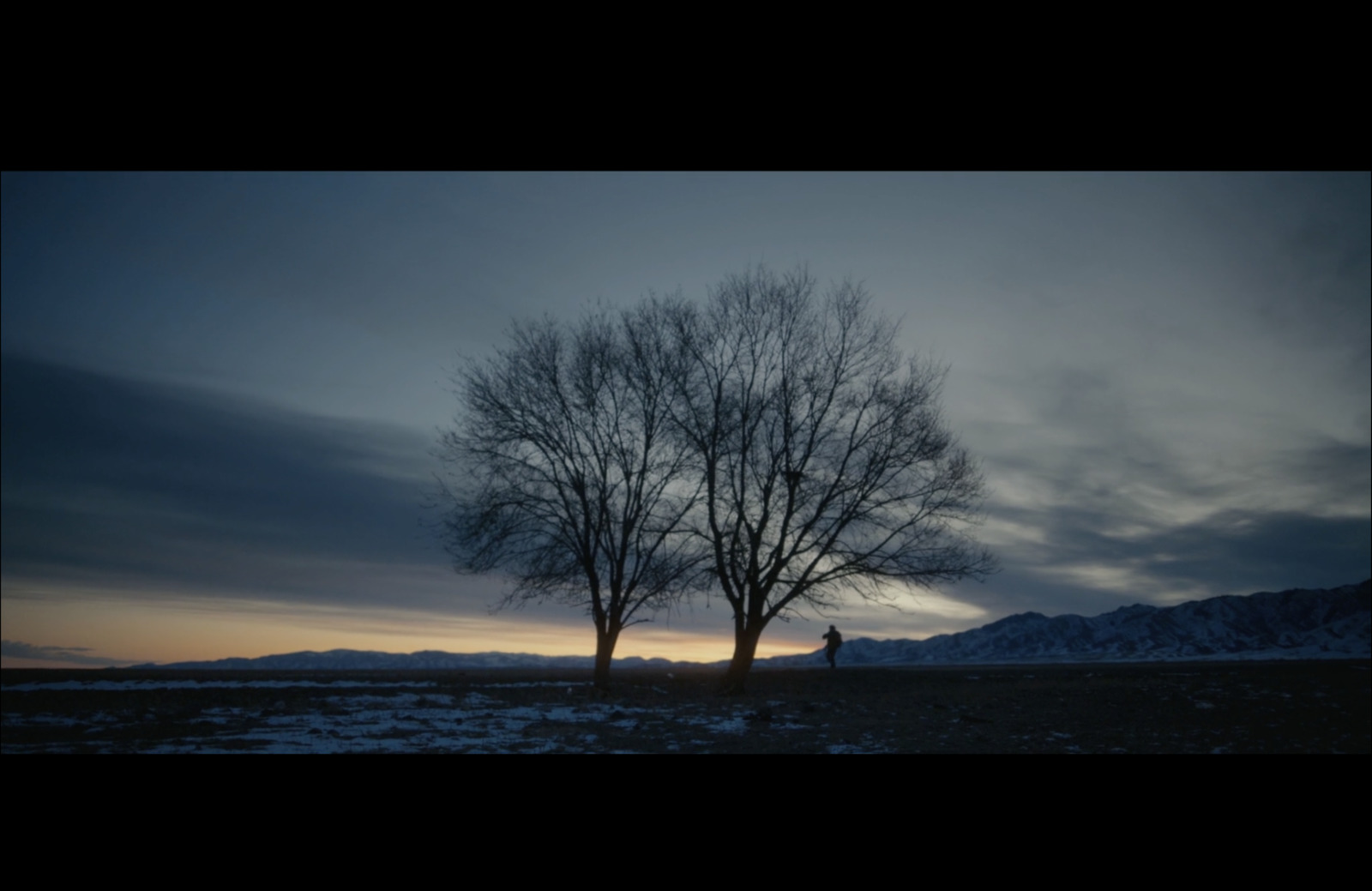 a couple of trees sitting in the middle of a field