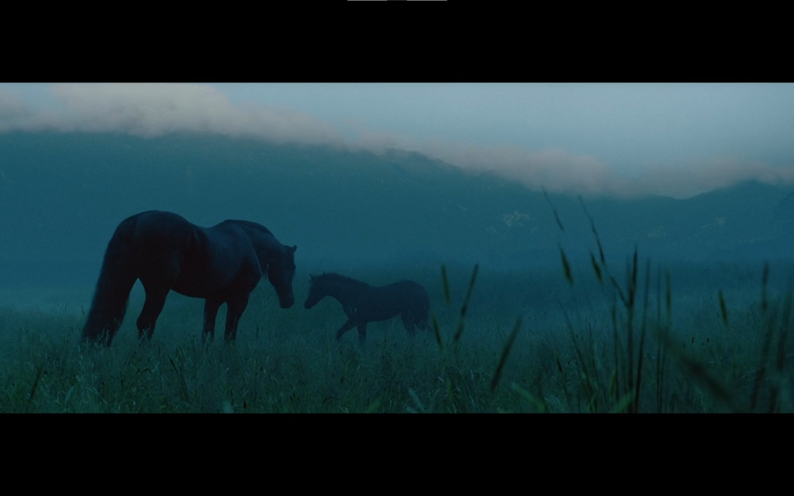 a couple of horses standing on top of a lush green field