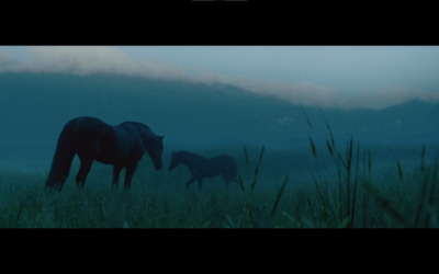 a couple of horses standing on top of a lush green field