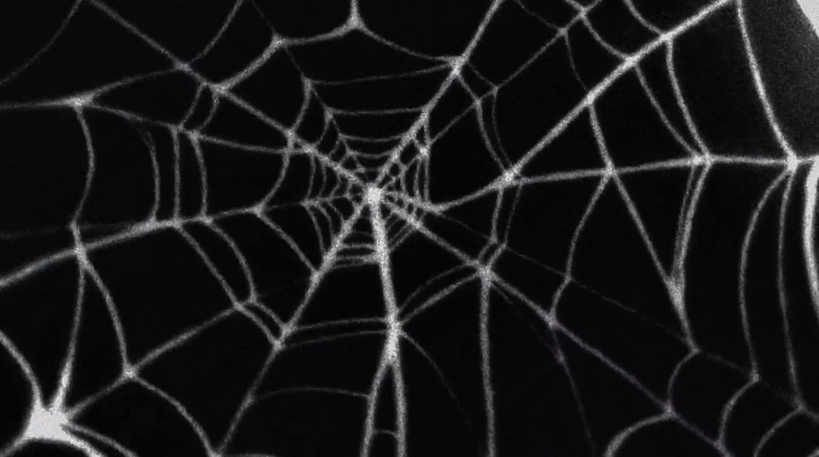 a close up of a spider web on a black background