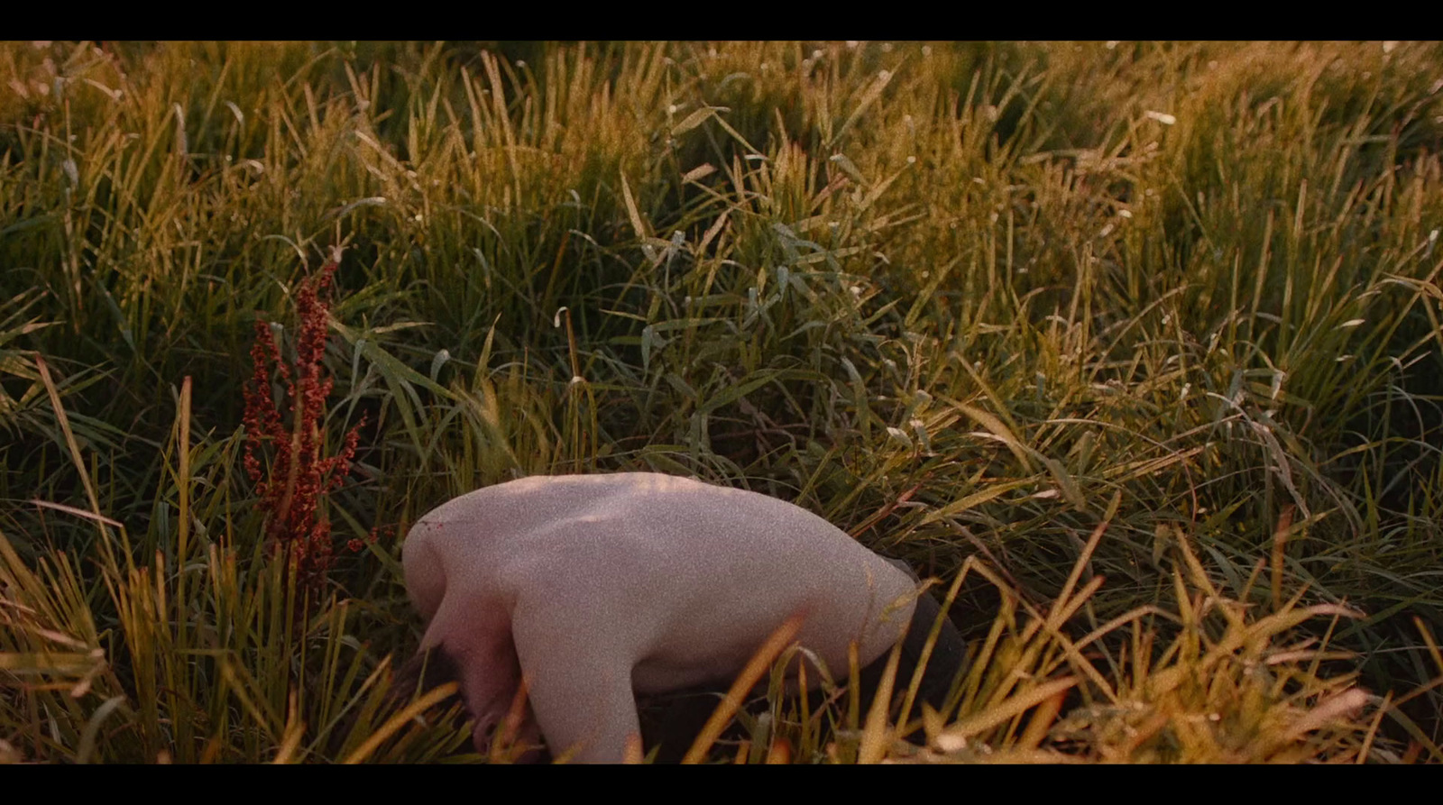 a small pig in a field of tall grass