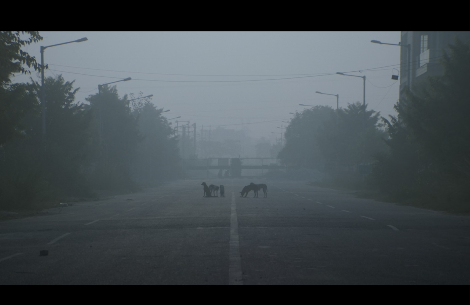 a group of horses standing on the side of a road