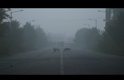 a group of horses standing on the side of a road