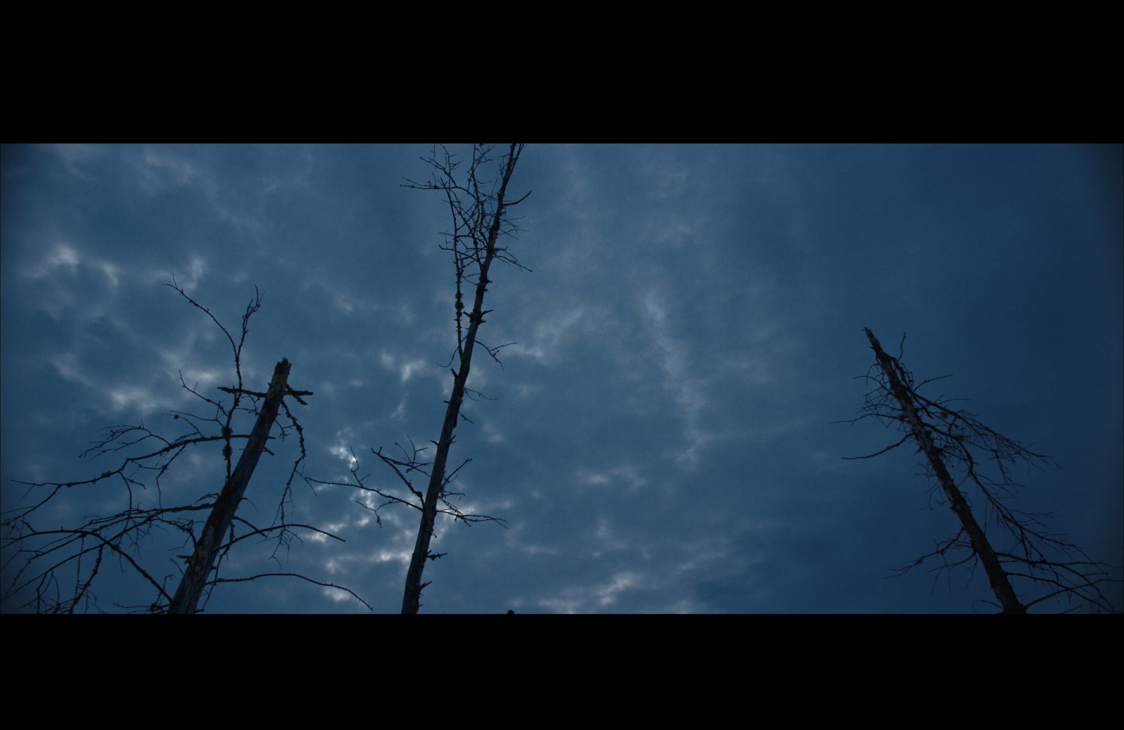 a couple of trees that are standing in the sky