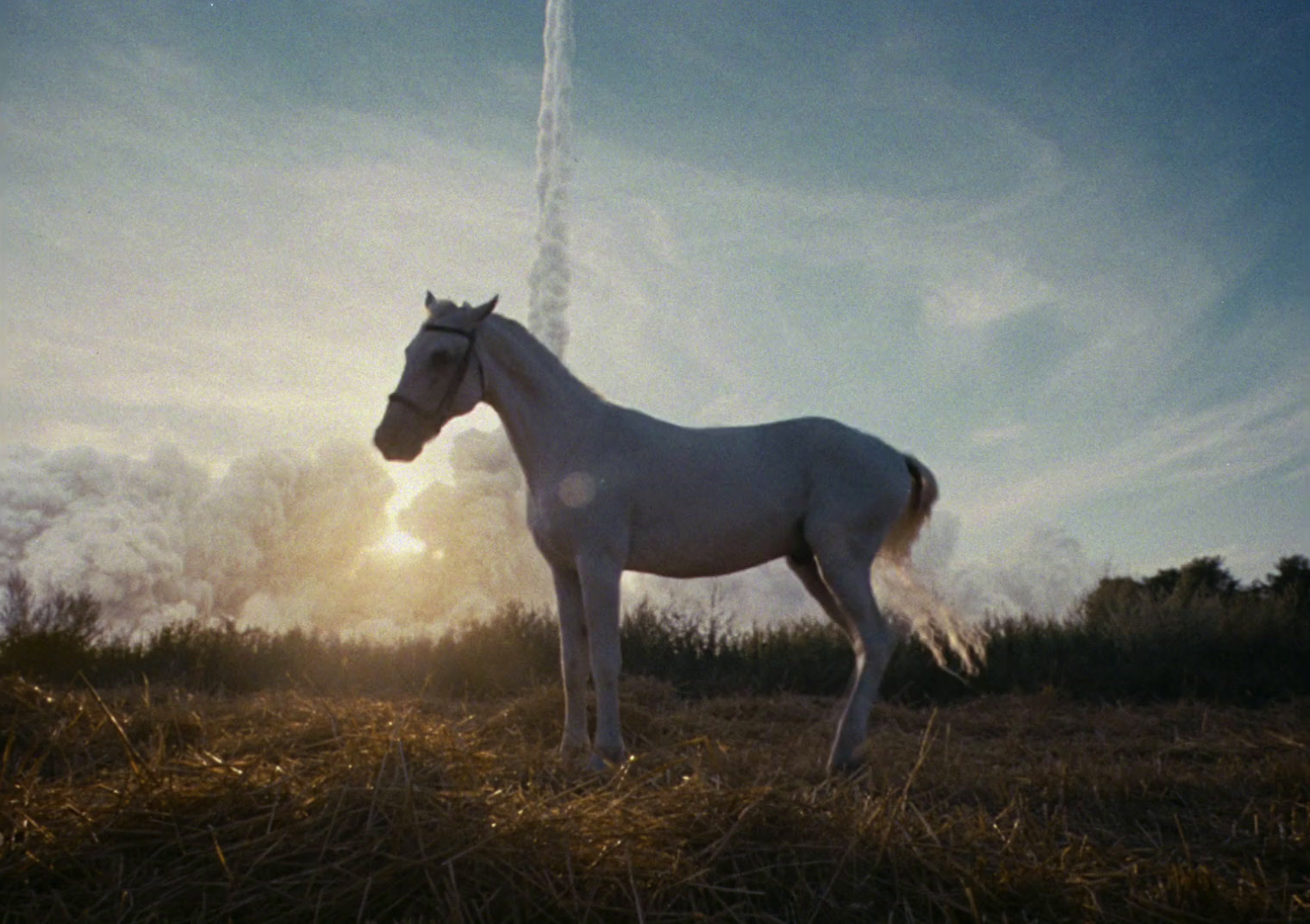 a white horse standing on top of a dry grass field