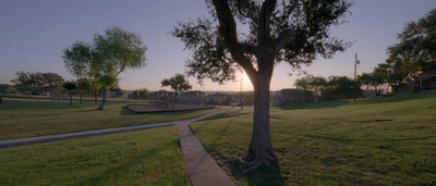 a park with a tree and a skateboard ramp