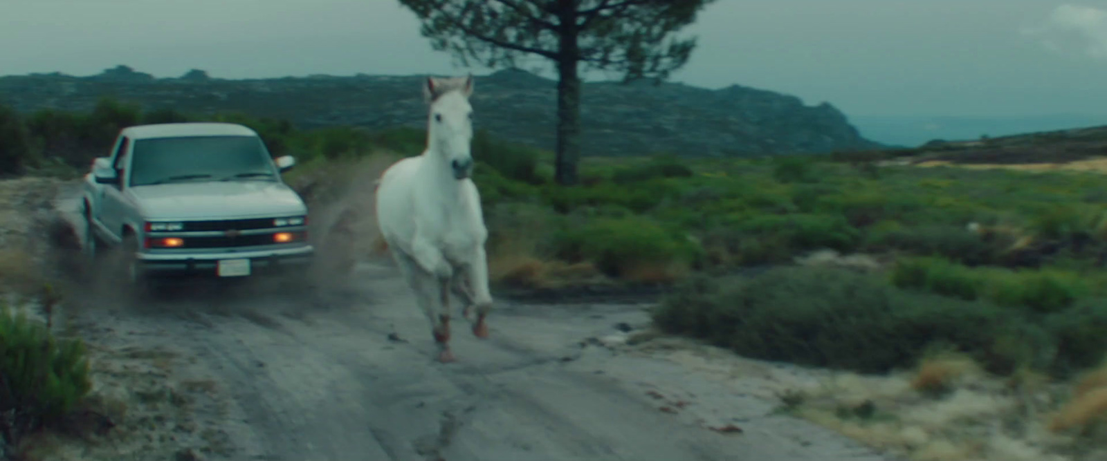 a white horse walking down a dirt road next to a truck