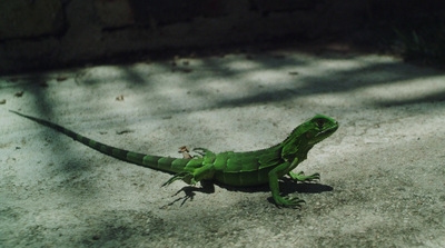 a green lizard sitting on top of a cement ground