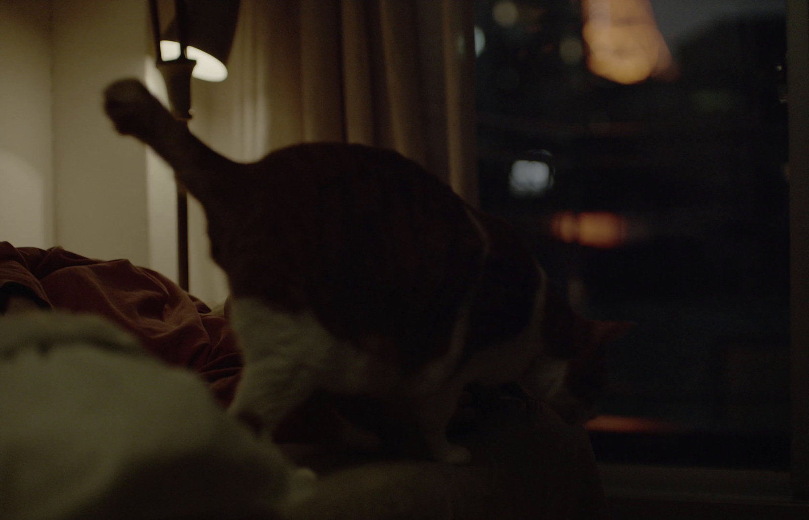 a cat sitting on top of a bed next to a window