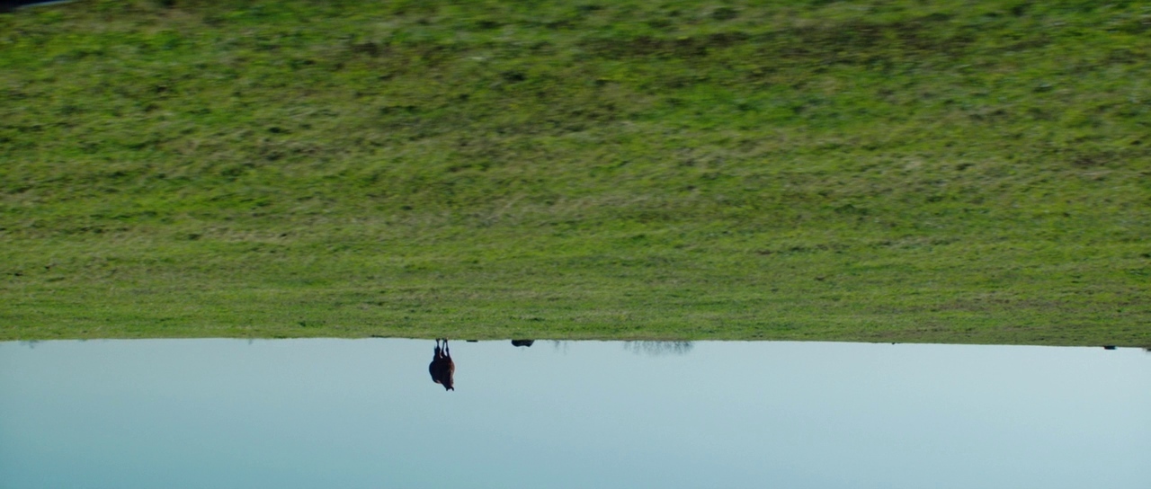 a bird is standing in the middle of a field