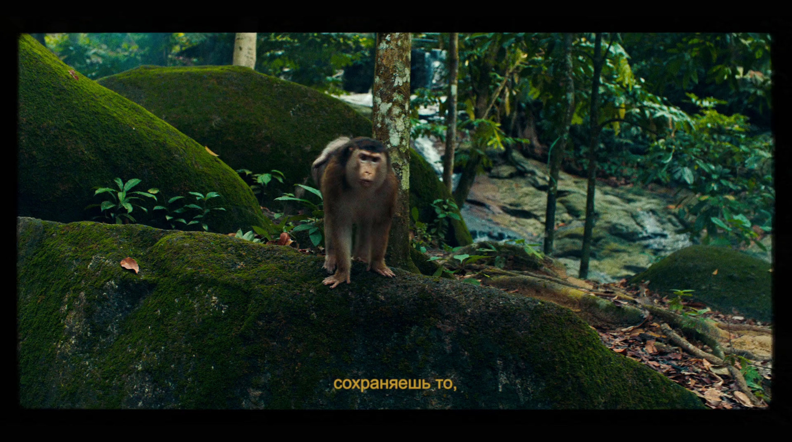 a monkey standing on top of a moss covered rock