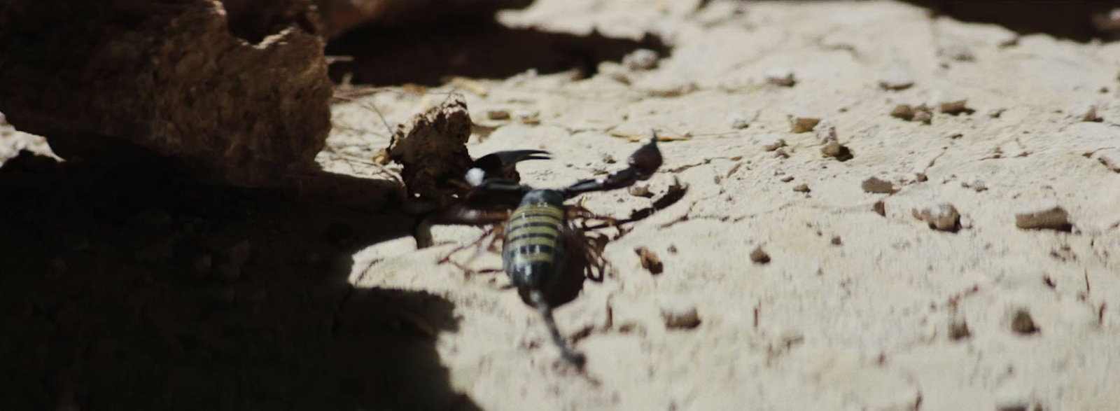 a bug that is sitting on the ground