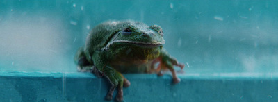 a frog sitting on a ledge in the rain