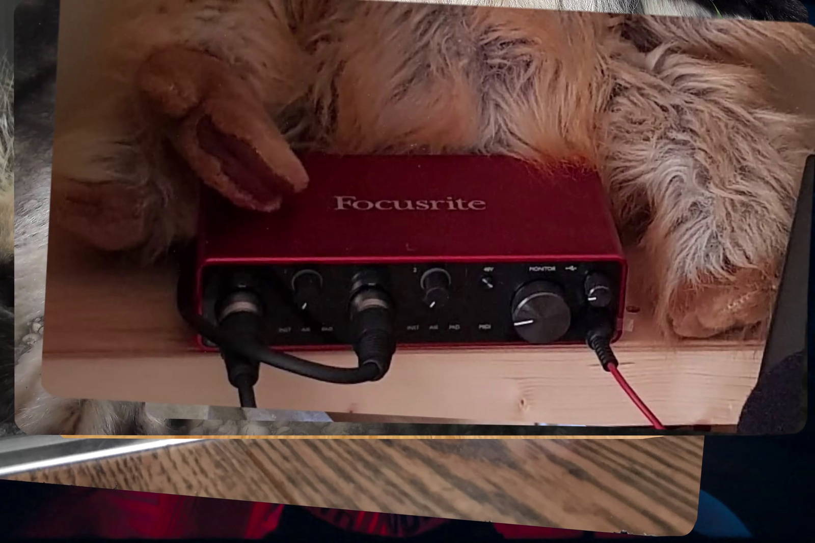 a picture of a dog laying on top of a table