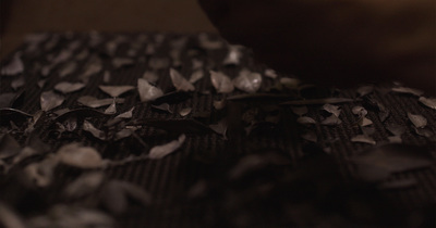 a close up of leaves on a table