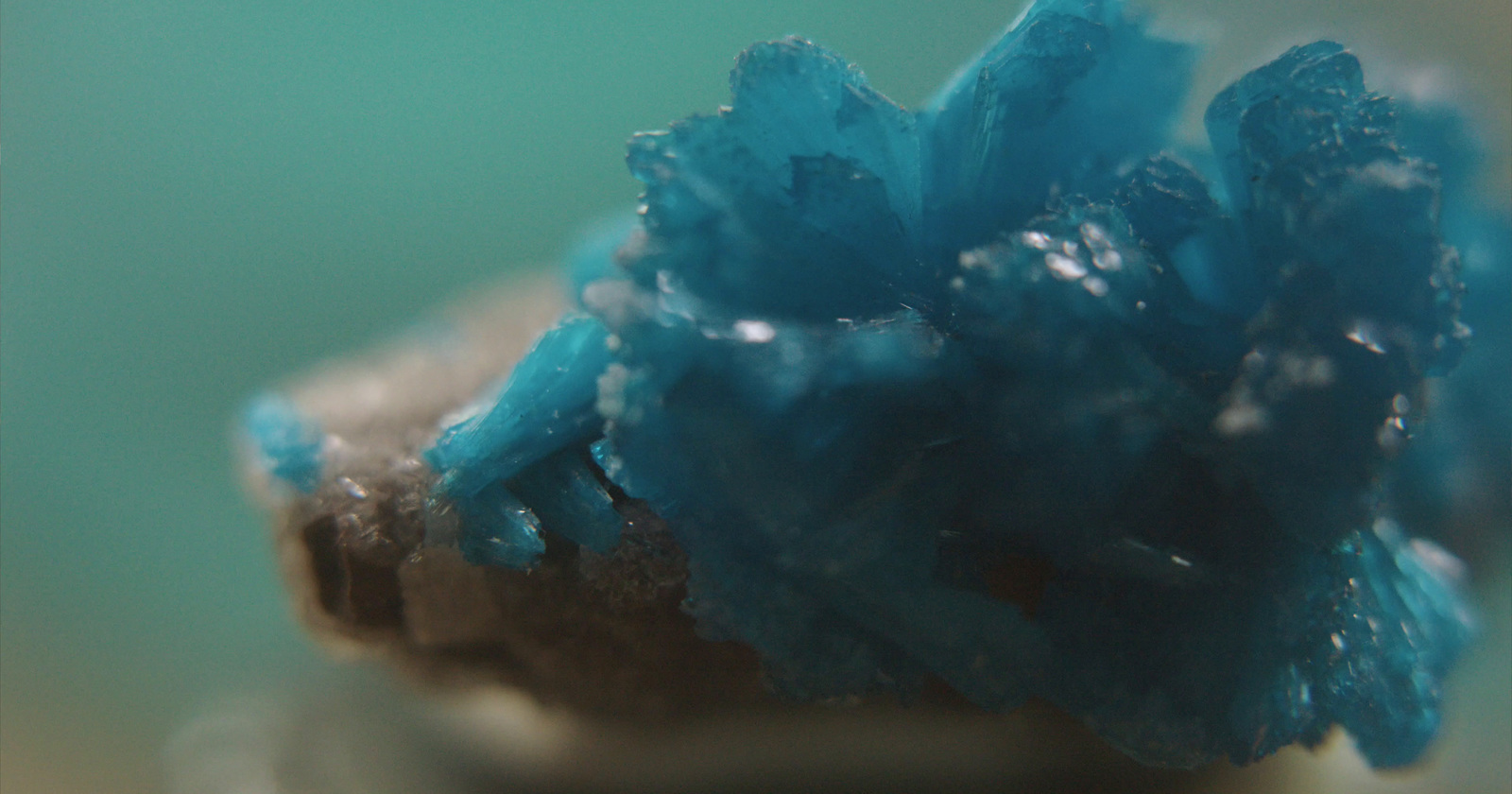 a close up of a blue flower on a table