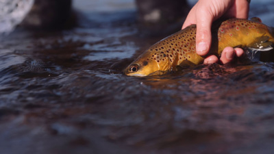 a person holding a fish in the water