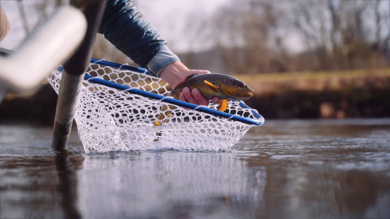 a person holding a fish in a net