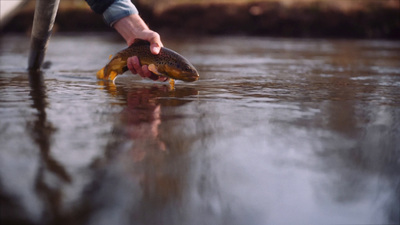 a person holding a fish in a body of water