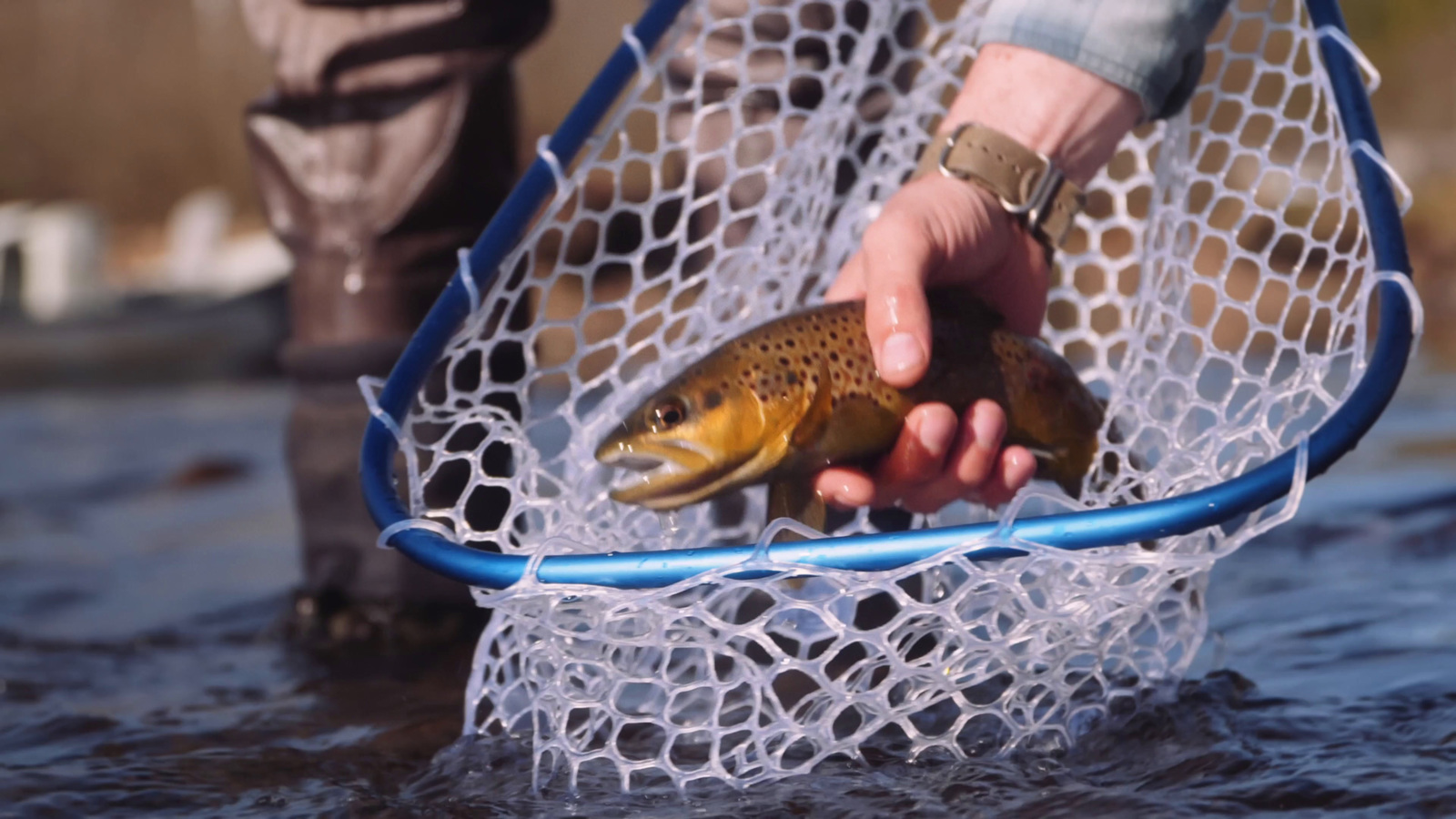 a person holding a fish in a net