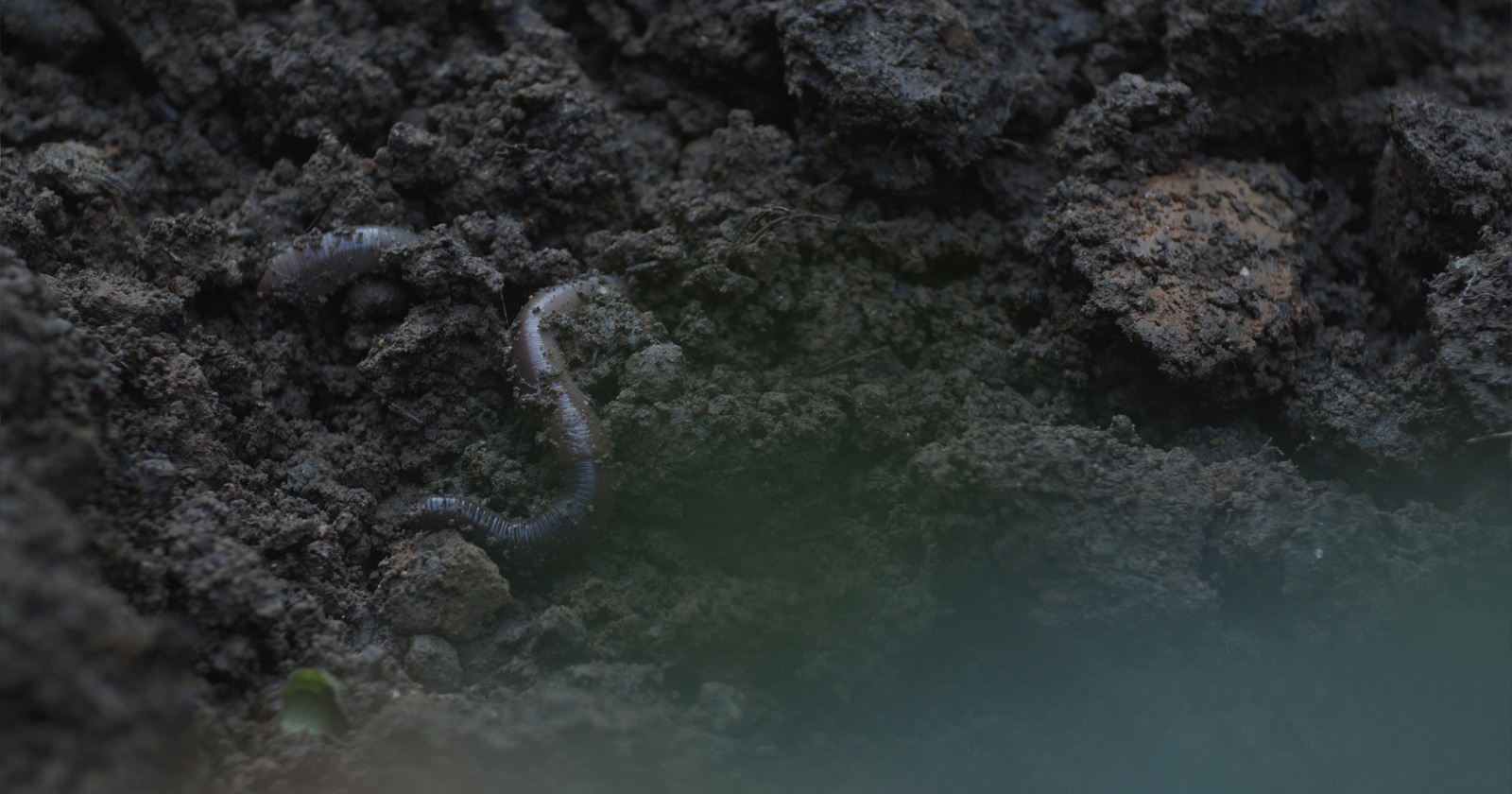 a close up of a worm crawling in the dirt