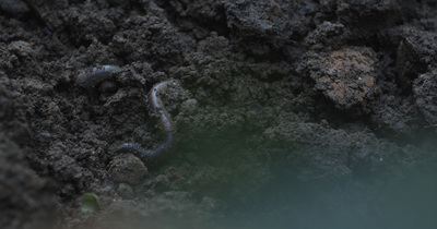 a close up of a worm crawling in the dirt