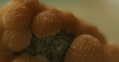 a close up view of a fuzzy animal's fur