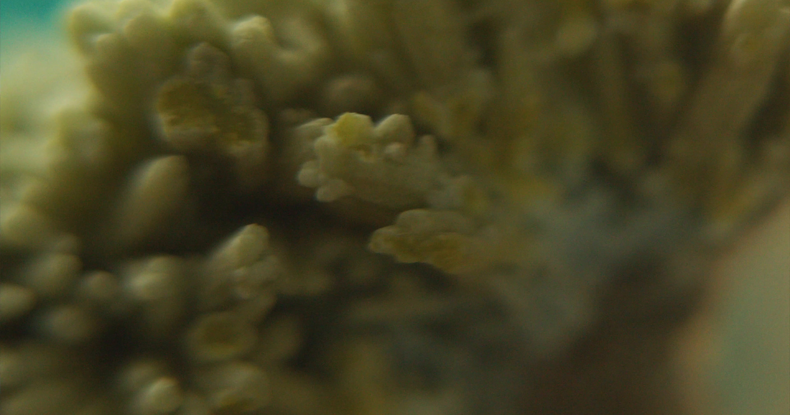 a close up of a coral with a blurry background