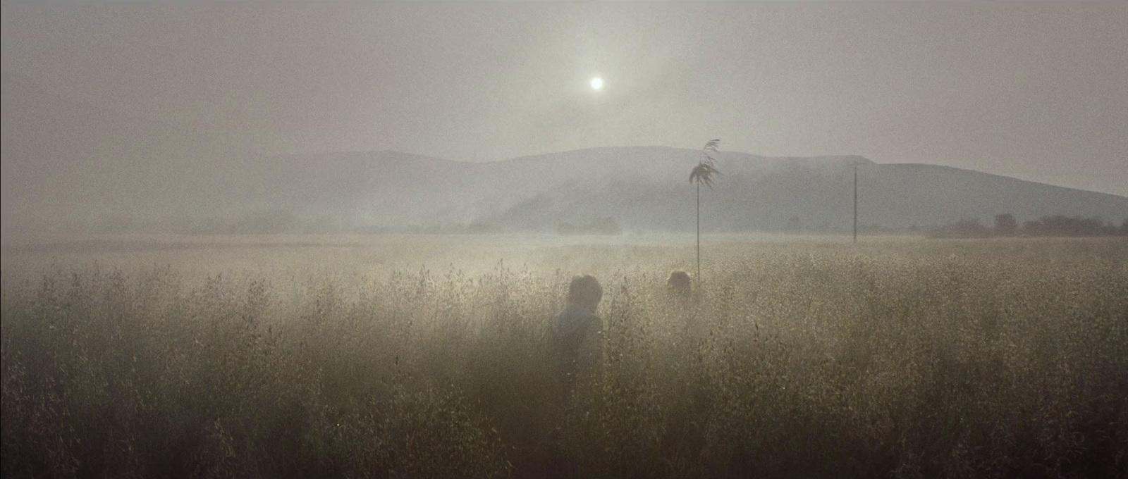 a foggy field with tall grass and mountains in the background