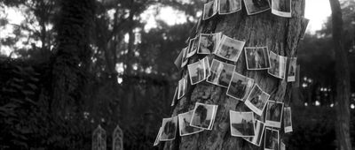 a tree with a bunch of pictures pinned to it