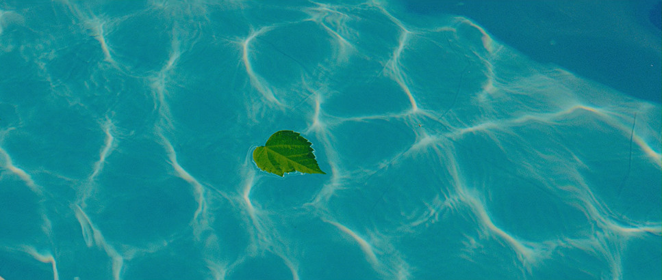 a leaf floating in a pool of water