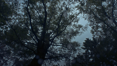 looking up at the tops of trees in the rain