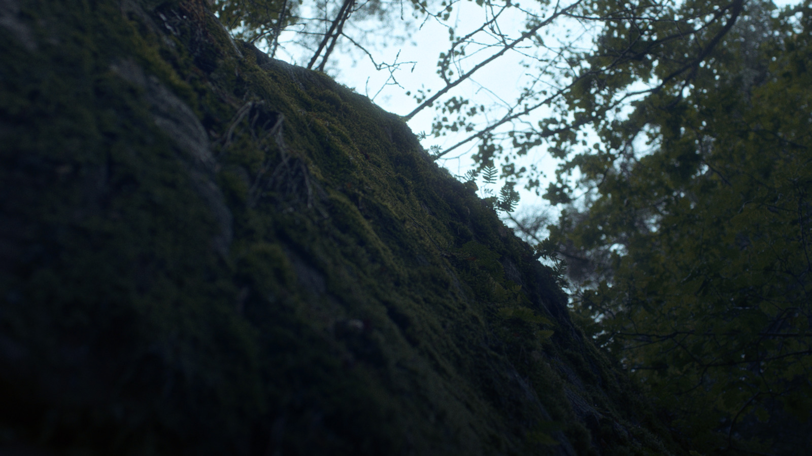 a tree that is growing on the side of a hill